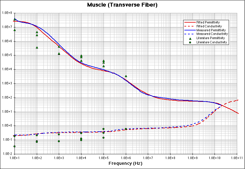 Muscle (transverse fibers) fitting model