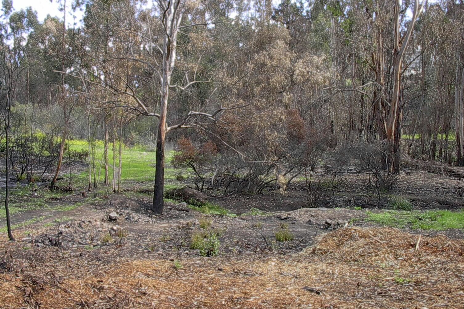 largerforeground.jpg