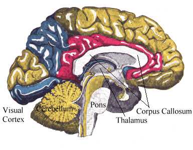 sagittal view of cortex brain