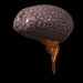 brainblk.gif (9308 bytes)