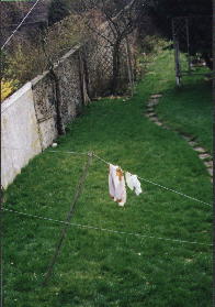 Grass before irradiation
