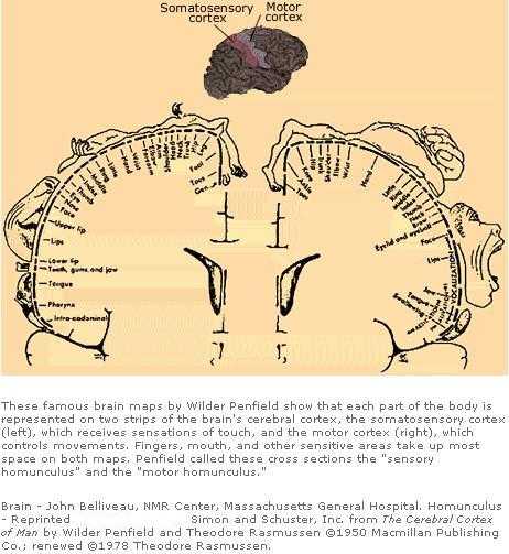 Penfield brain maps