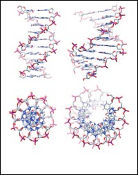 Science Image: twisted ladder of DNA