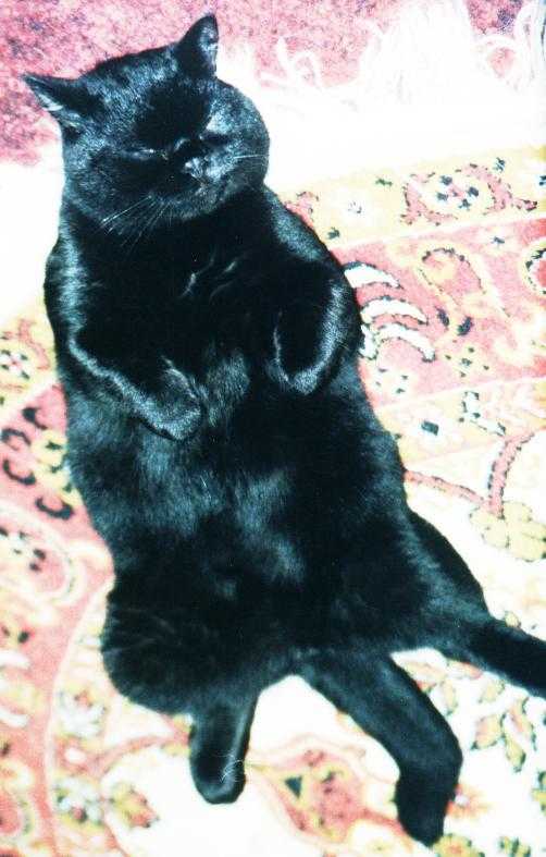 My Very Tired Little Pardner