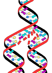 DNA genetic code