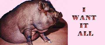 photograph of a pig