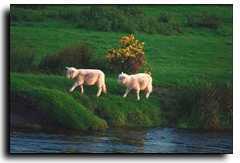 sheep grazing peacfully in green pastures